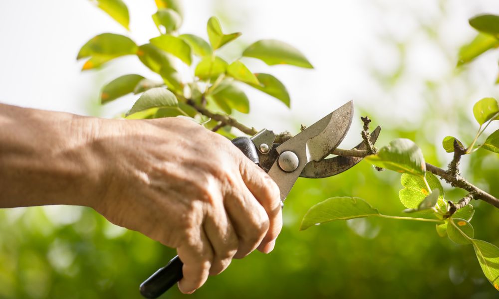 Seasonal Tree Care Tips for Dallas Homeowners