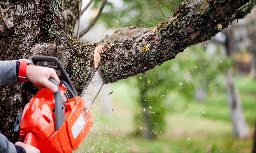 The Importance of Regular Professional Tree Trimming