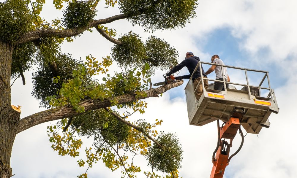 4 Reasons To Leave Tree Care to the Professionals