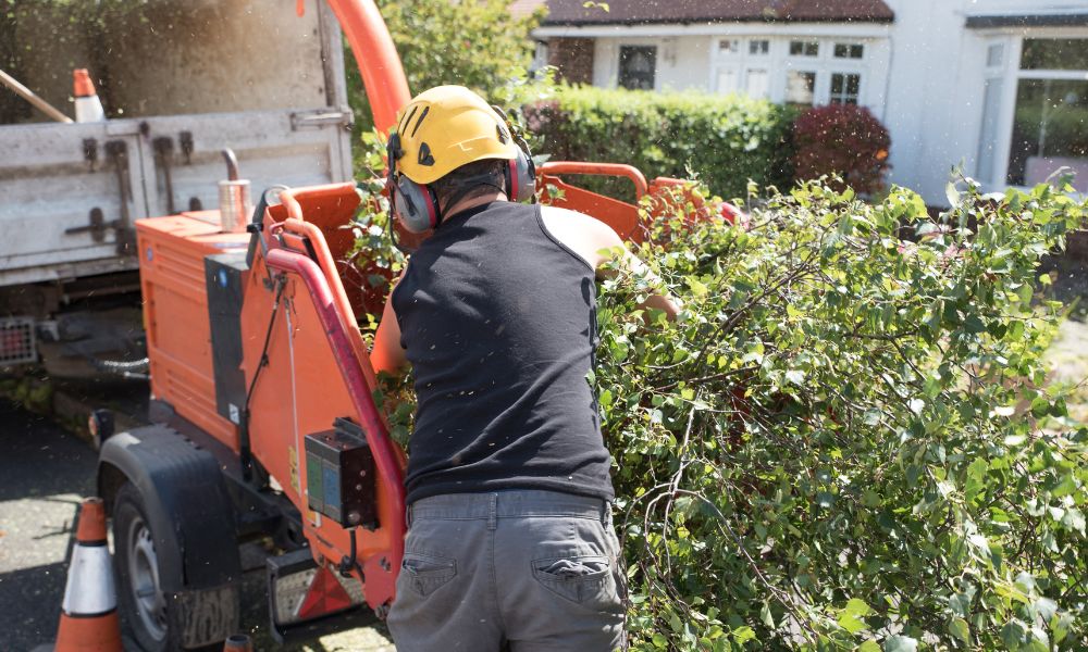 4 Things To Know About Tree Removal in Dallas